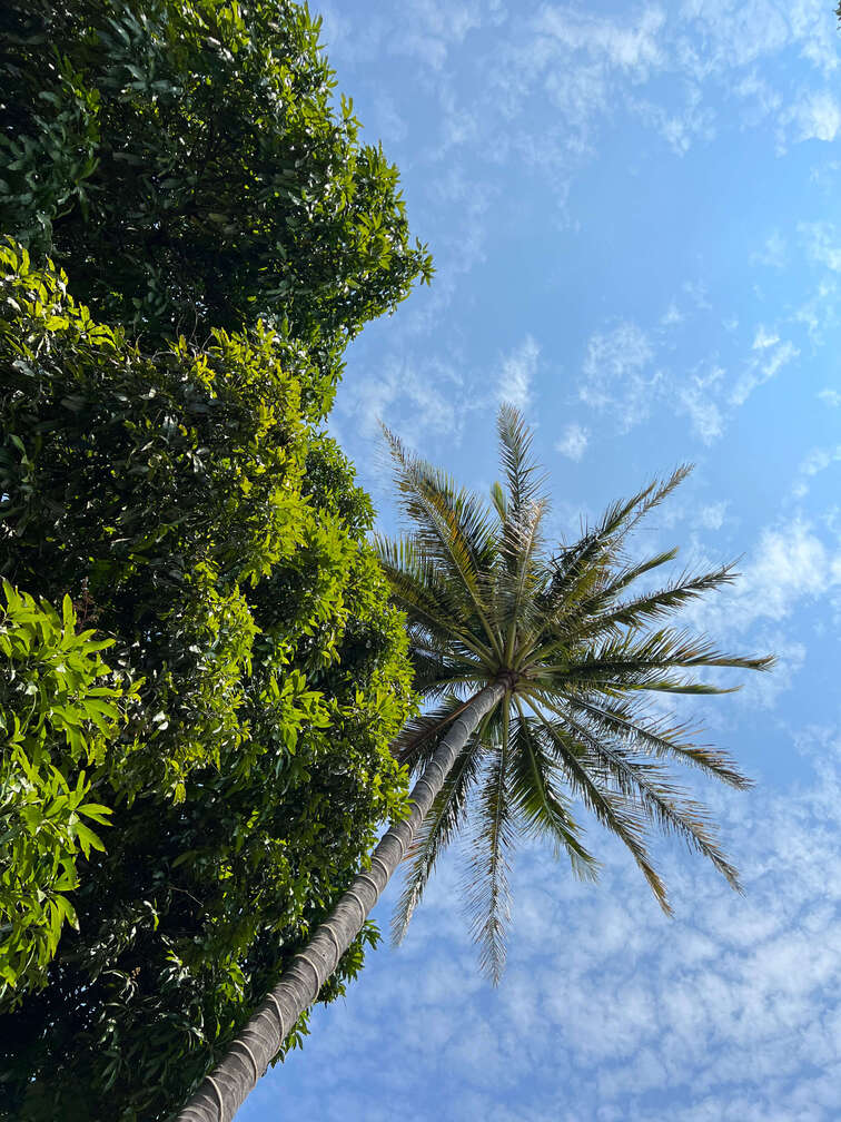 Palm trees in the sky.