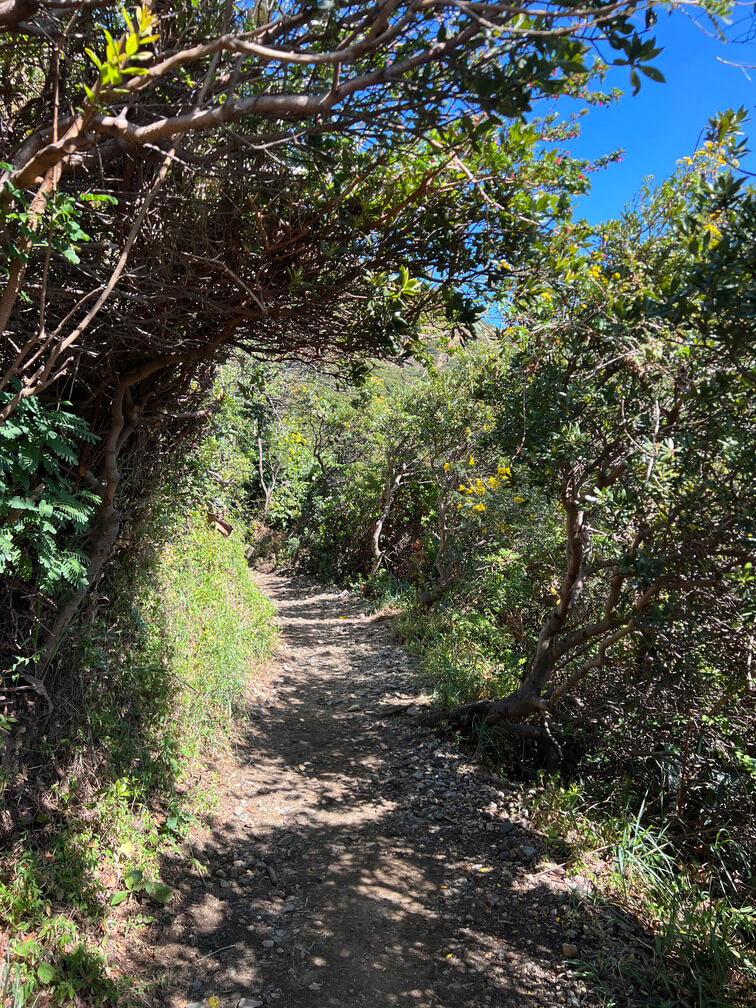 Lots of vegetation on the sides of a hiking trail.