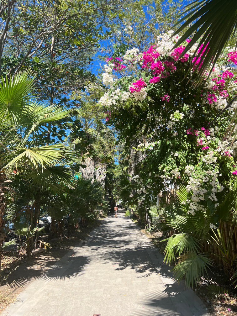 A small road full of flowers that leads to the beach.