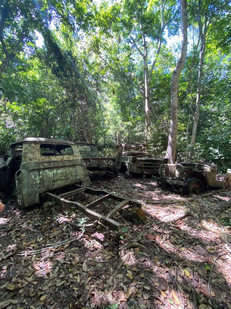 Abandoned cars in the middle of the jungle.