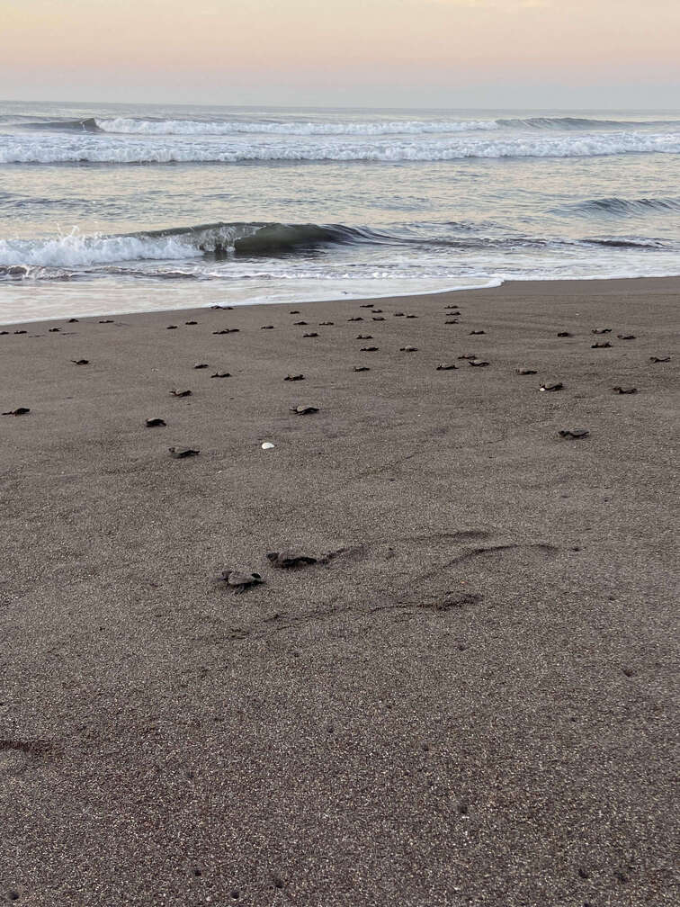 Baby turtles release in El Paredon.