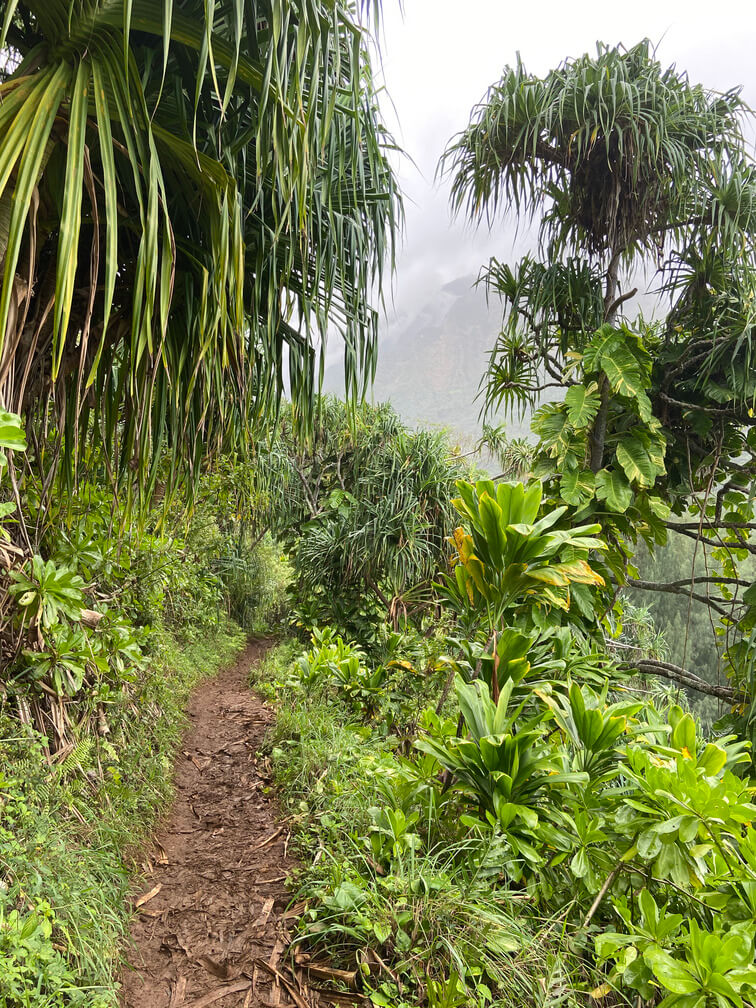 Vegetation in the Kalalau trail.