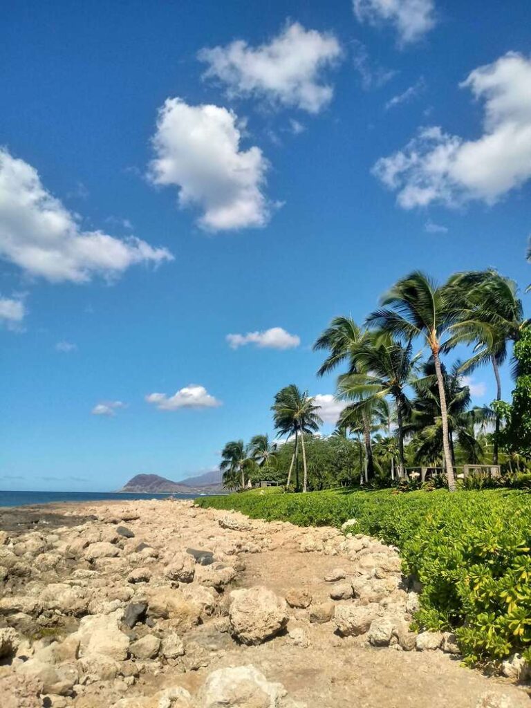 Palm trees near the ocean on the west coast of Oahu.