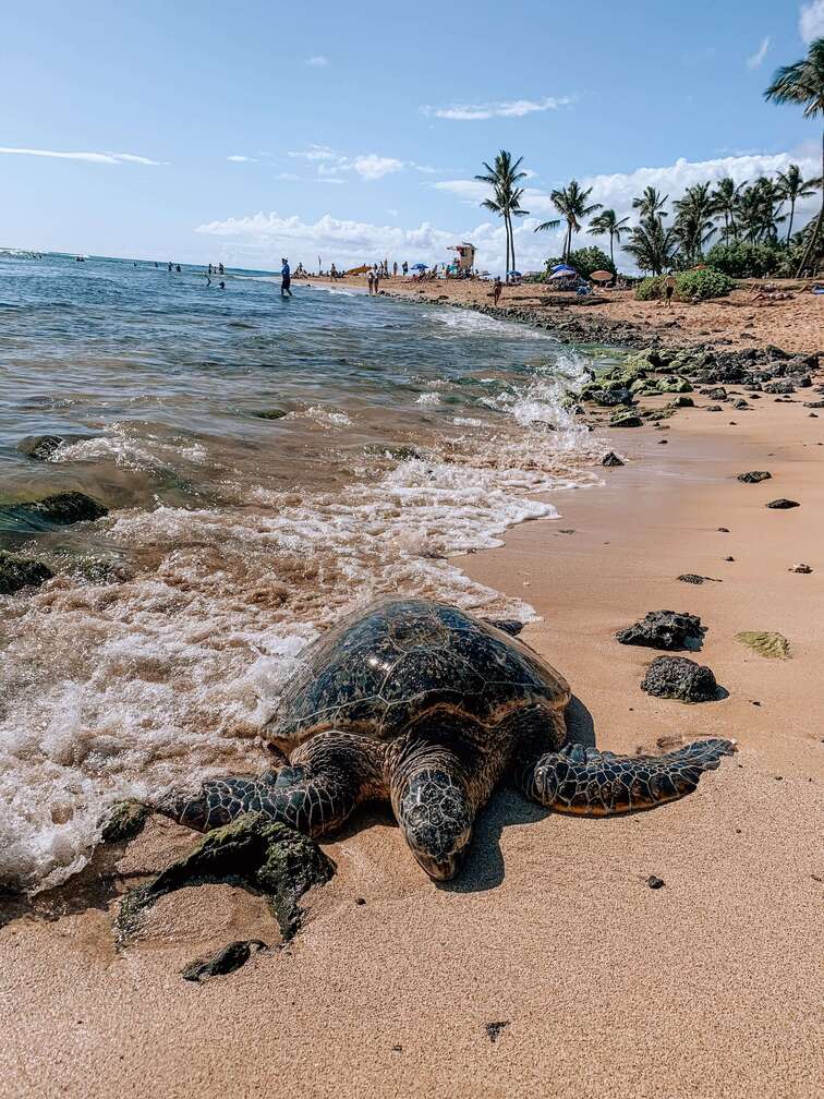 Sea turtle in Poipu beach, Kauai.