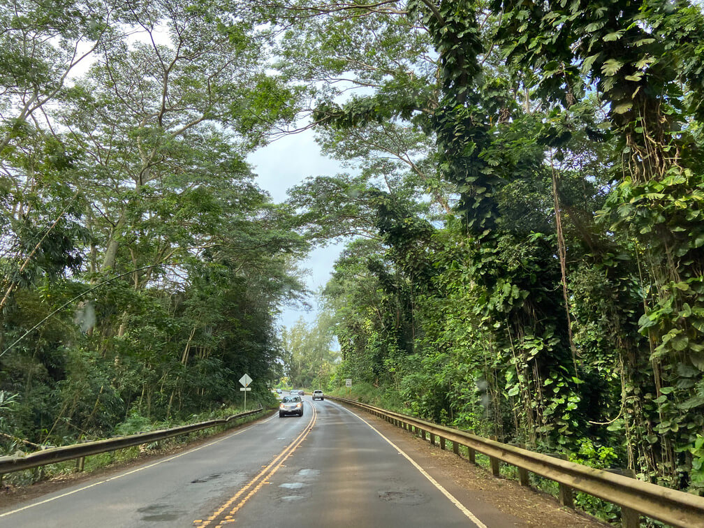 Road surrounded by vegetation in Kauai, the Garden Island.