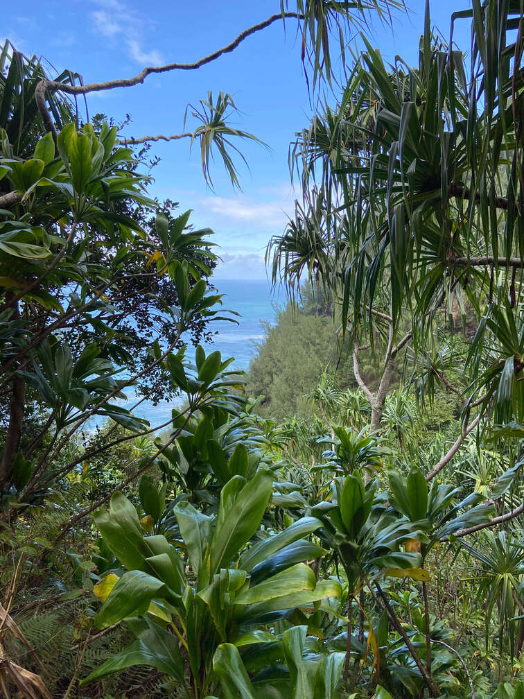 Vegetation in the Kalalau trail, Kauai.